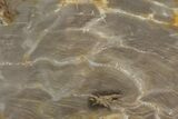 Jurassic Petrified Wood (Pentoxylon) Slab - Australia #82769-1